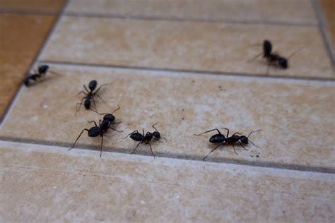Common Ant Species in the Philippines.